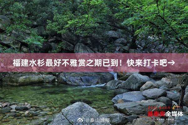 福建水杉最好不雅赏之期已到！快来打卡吧→